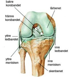 En knäskål