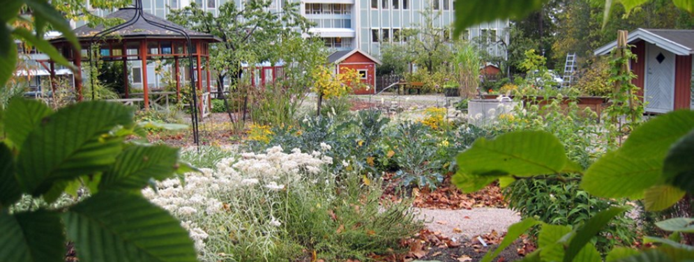 En trädgård med massor av växter och blommor.