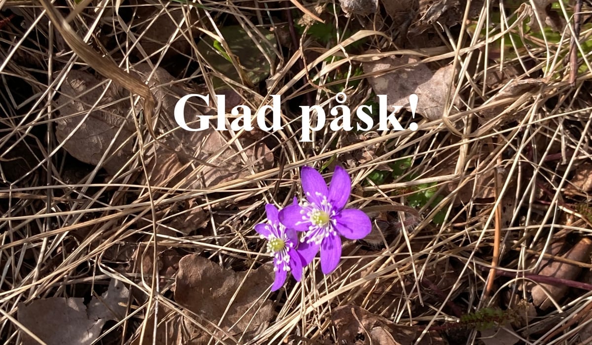 En lila blomma som sitter på torrt gräs.